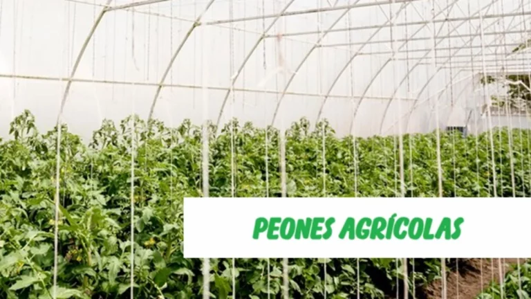 Peones agrícolas