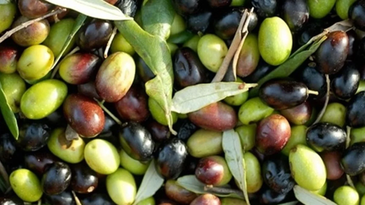 aceituna