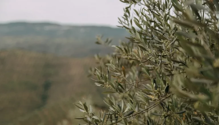 peonadas Subsidio Agrario