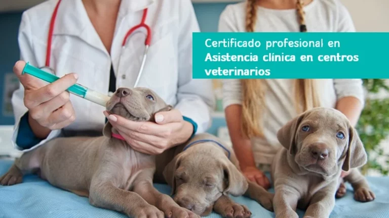 aux.veterinarios