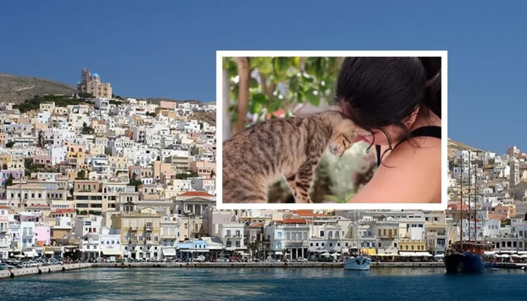 cuidar gatos isla griega Syros