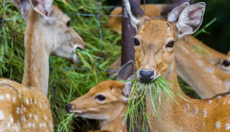 Cuidadores de animales